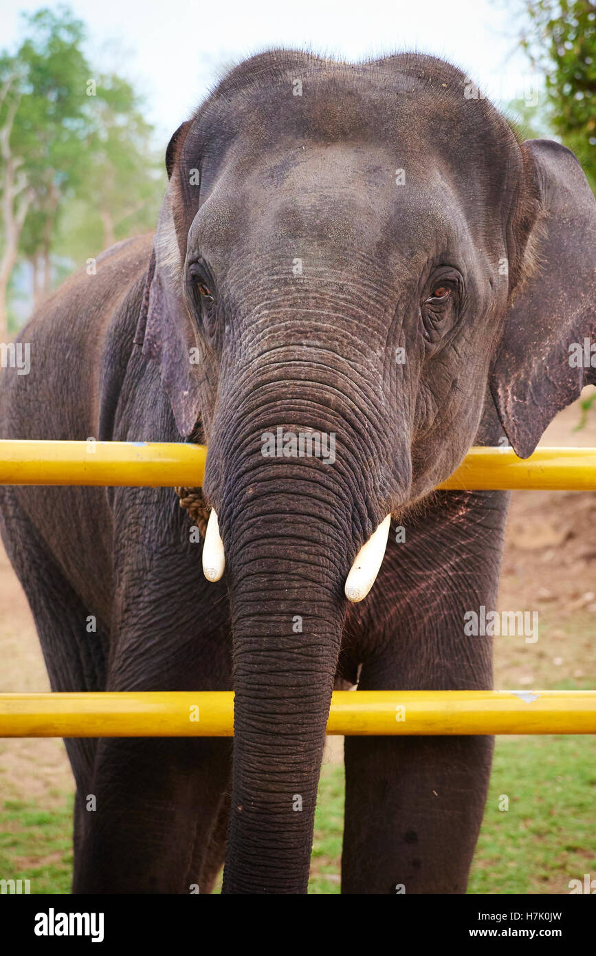 Elefant auf der Suche direkt Stockfoto