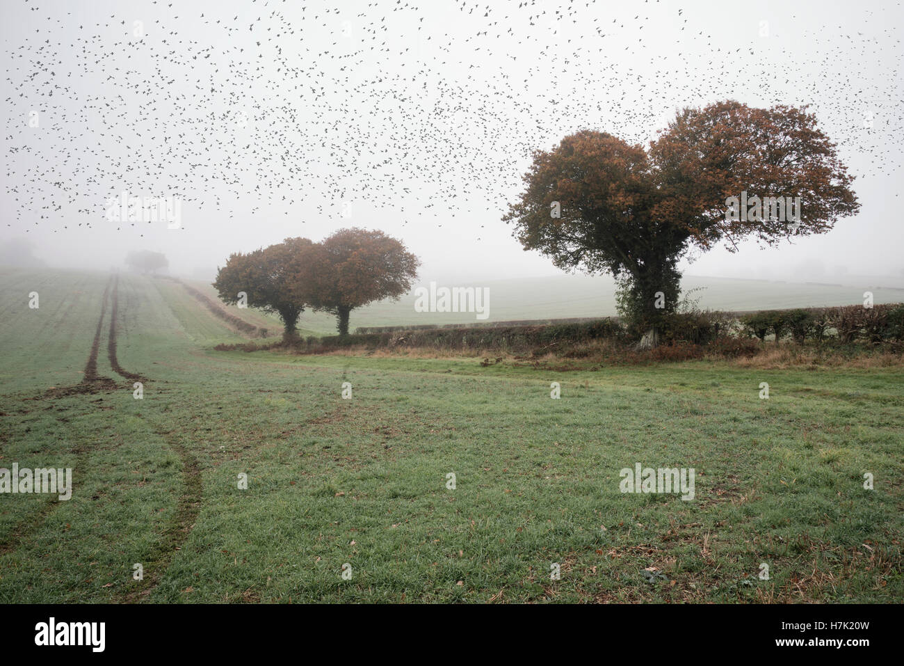 Starling Murmuration in nebligen Herbstmorgen Landschaft in der britischen Landschaft Stockfoto