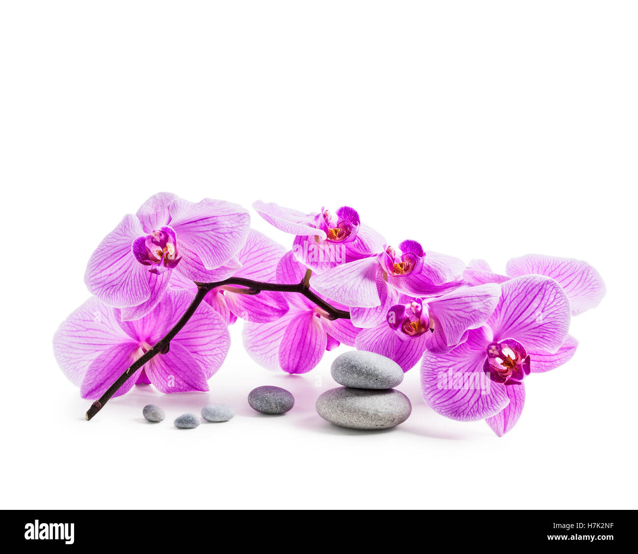 Rosa Orchidee blüht und Spa Steinen isoliert auf weißem Hintergrund-Clipping-Pfad enthalten Stockfoto