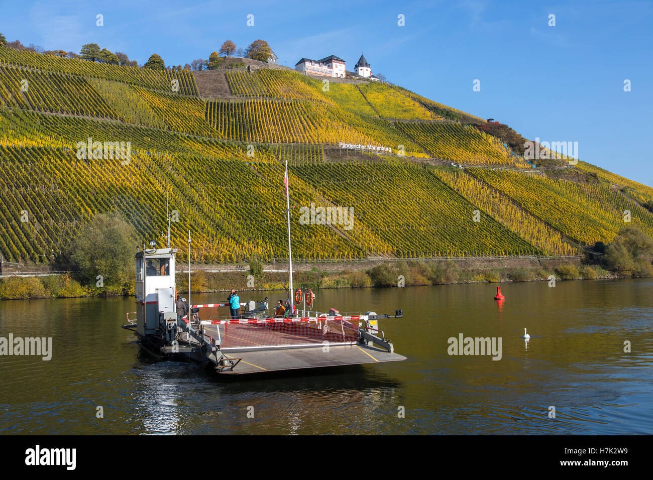 Fluss-Fähre über den Fluss, in der Nähe von Pünderich, Mosel Moseltal,  Deutschland Stockfotografie - Alamy