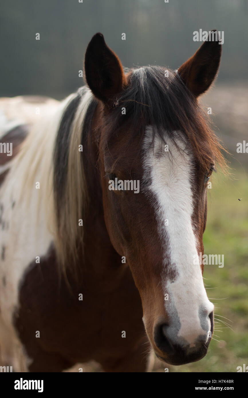 Ein schönes Pferd Kopf Porträt Kopfschuss getroffen auf der Ranch in Italien Stockfoto