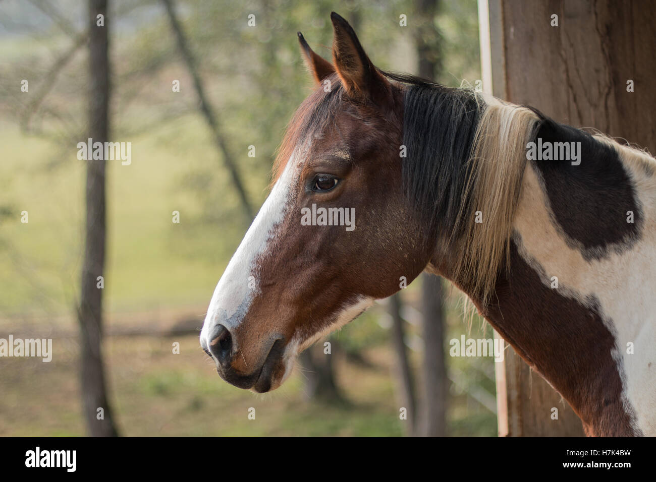 Ein schönes Pferd Kopf Porträt Kopfschuss getroffen auf der Ranch in Italien Stockfoto