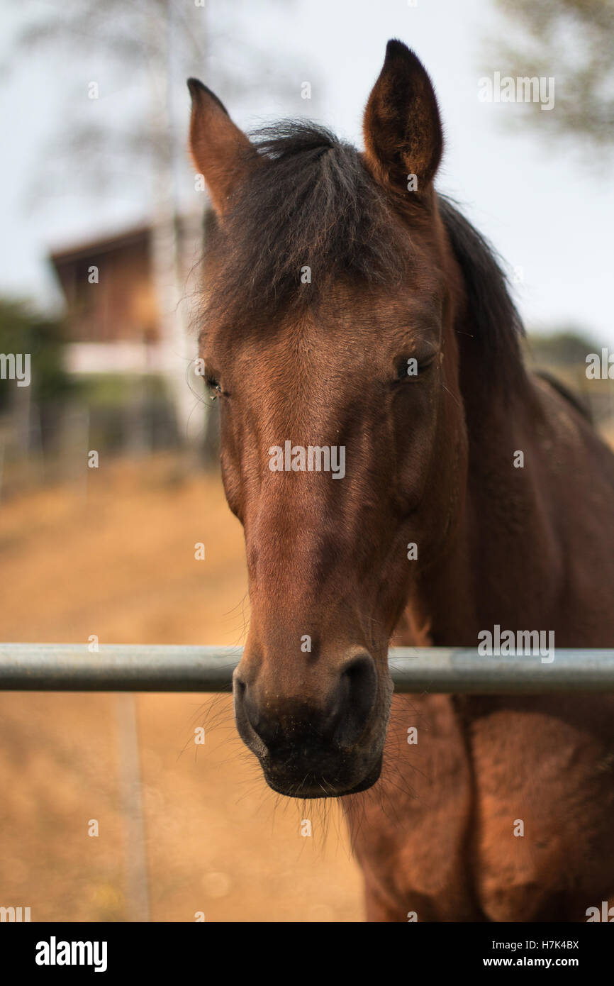 Ein schönes Pferd Kopf Porträt Kopfschuss getroffen auf der Ranch in Italien Stockfoto