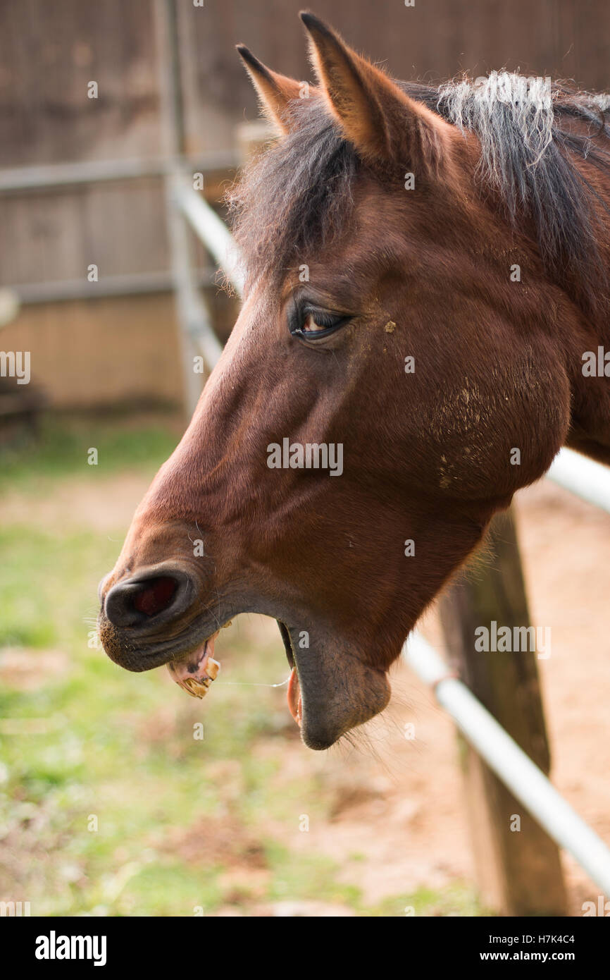 Ein glückliches Pferd lächelnd und Gähnen auf der Ranch in Italien Stockfoto