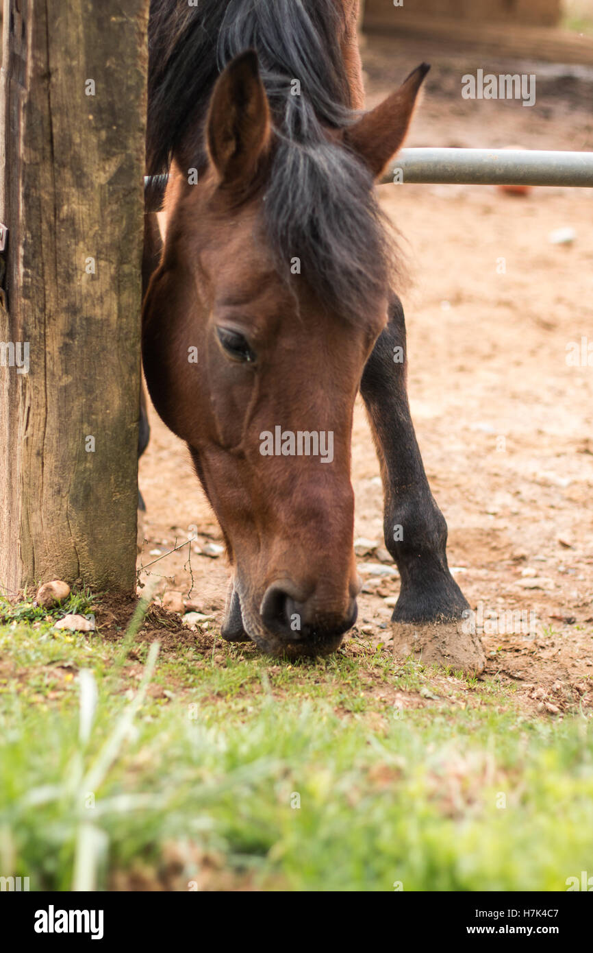 Ein Pferd auf der Suche auf der Ranch in Italien Essen Stockfoto