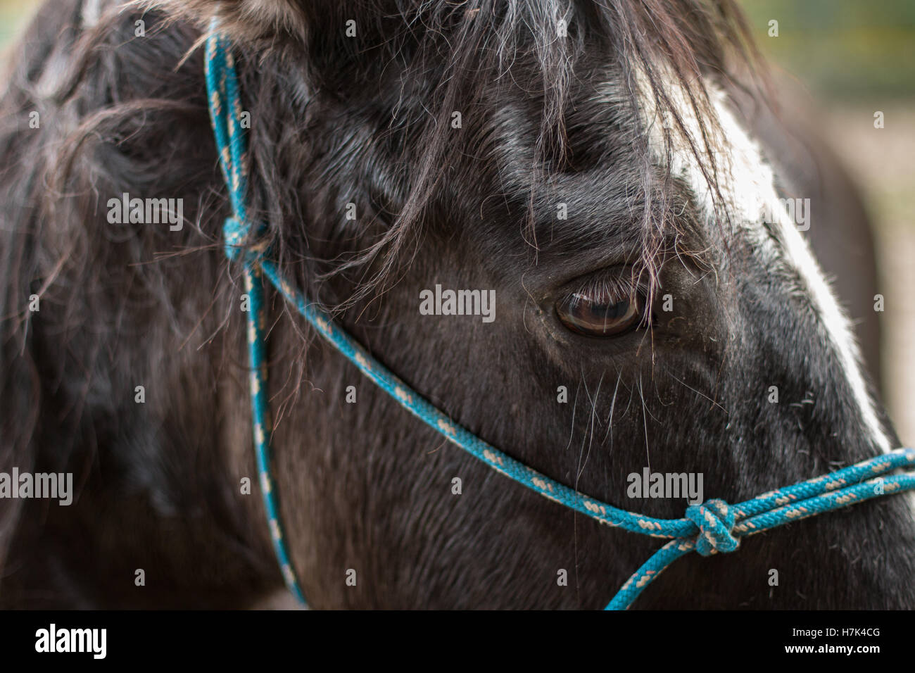 Ein schwarzes Pferd Auge closeup Stockfoto
