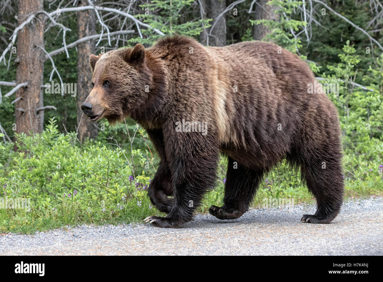 Grizzly Bear Sow Stockfoto