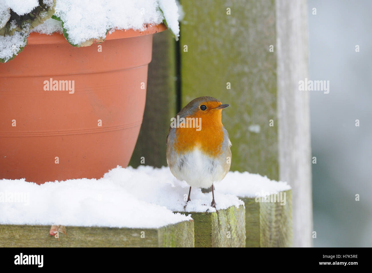 Gartenvögel, Garten Robin Erithacus Rubecula, Norfolk, UK, Dezember Stockfoto