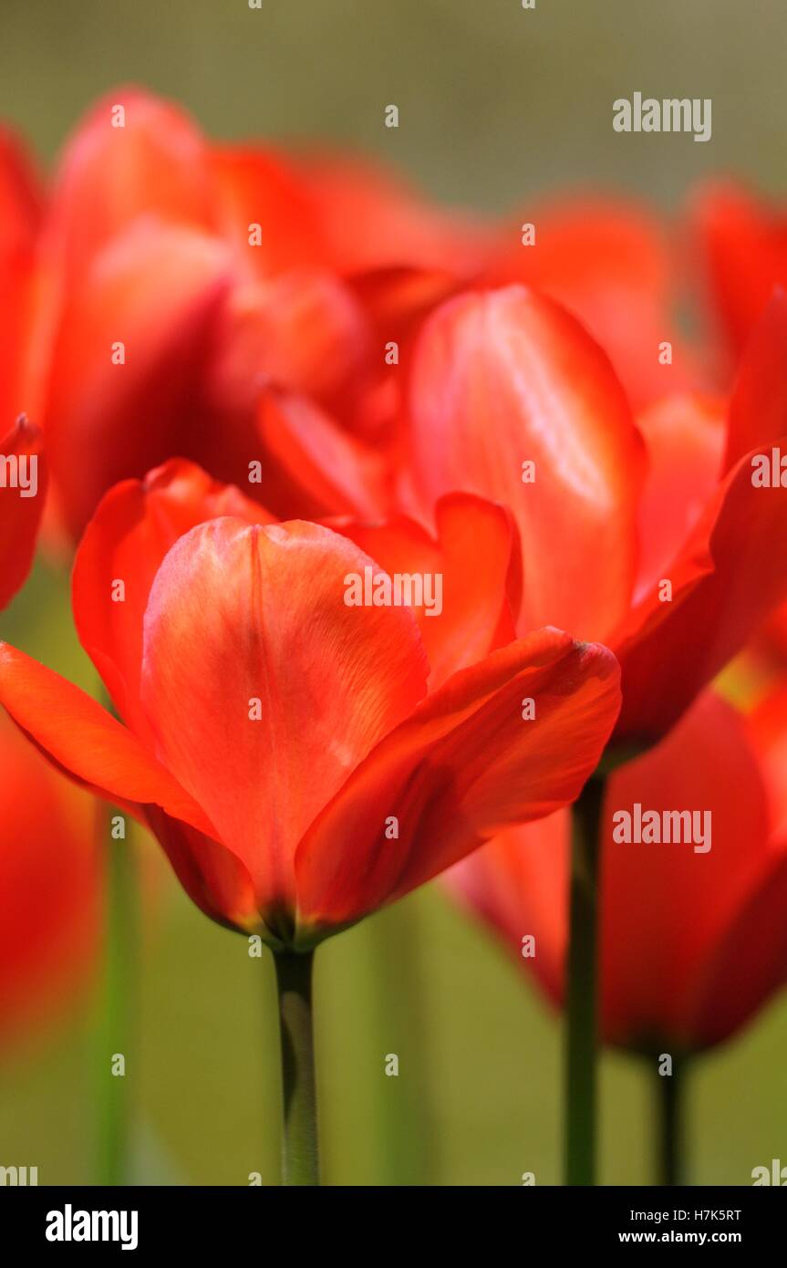 Rote Tulpen, UK April Stockfoto
