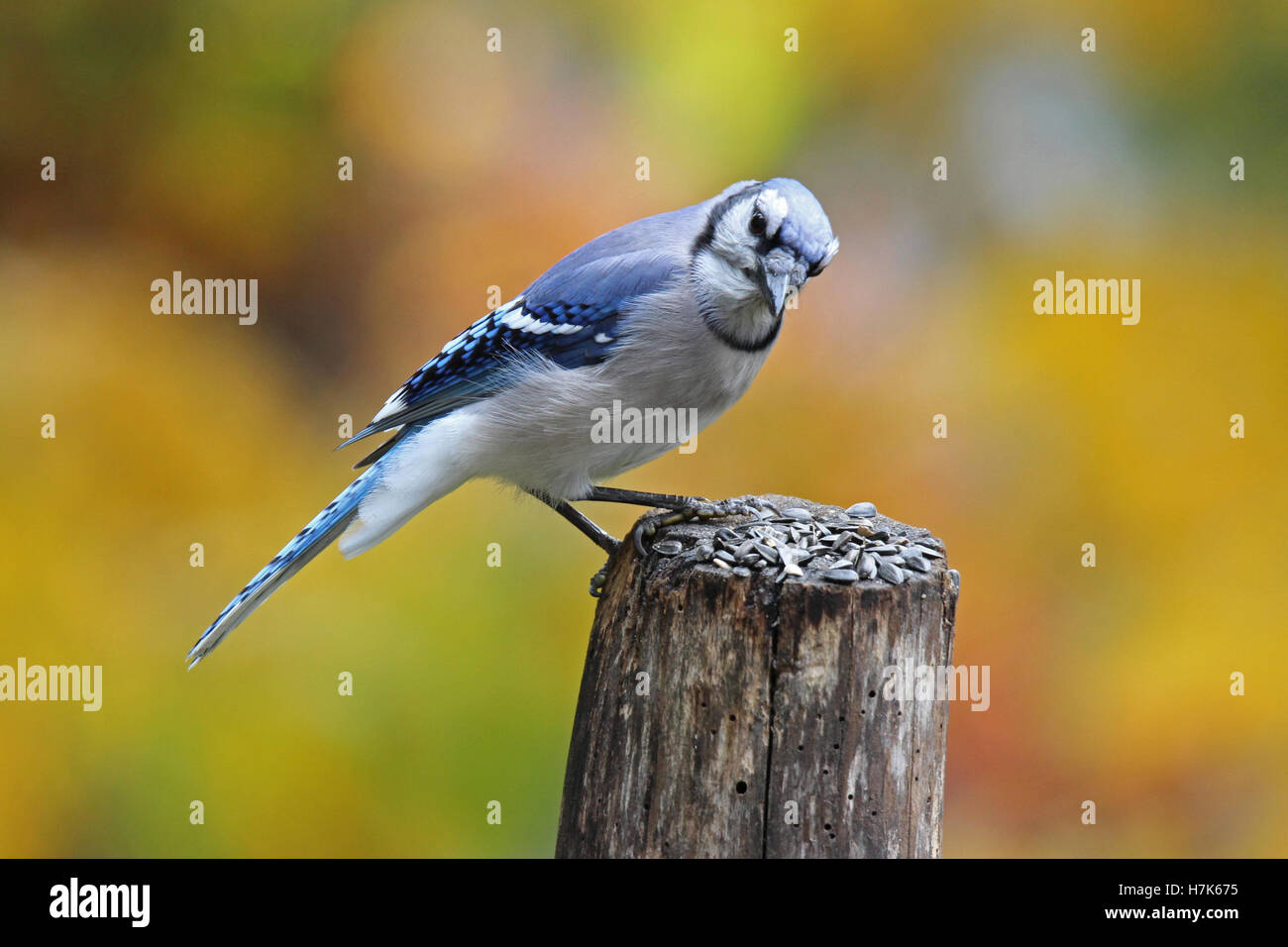 Ein Blauhäher (Cyanocitta Cristata) hocken auf einem Zaunpfahl an einem sonnigen Tag im Herbst Stockfoto