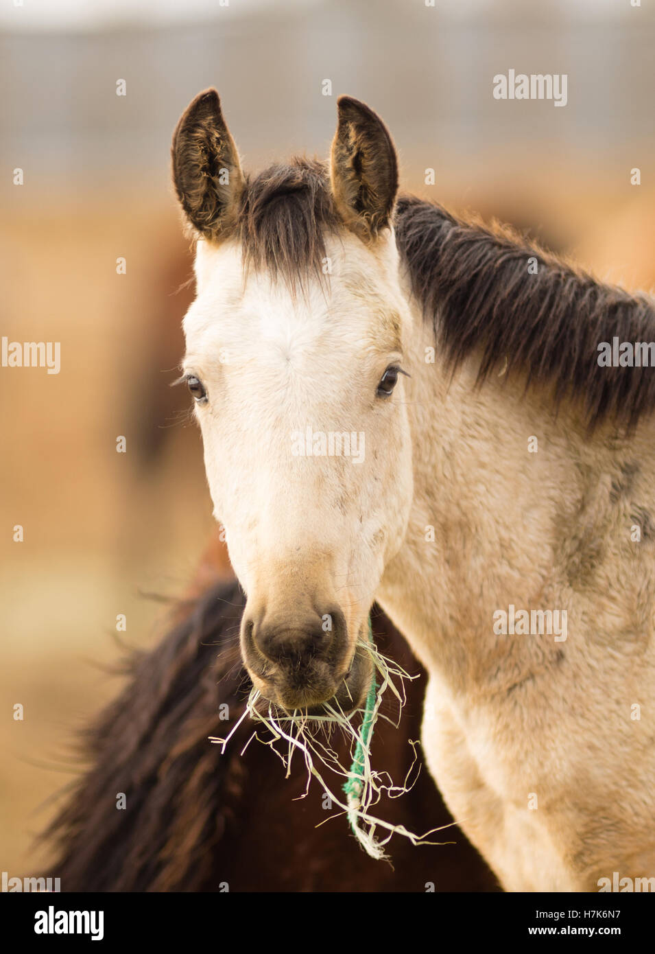 Wildes Pferd Gesicht Portrait schließen Sie amerikanische Tier Stockfoto