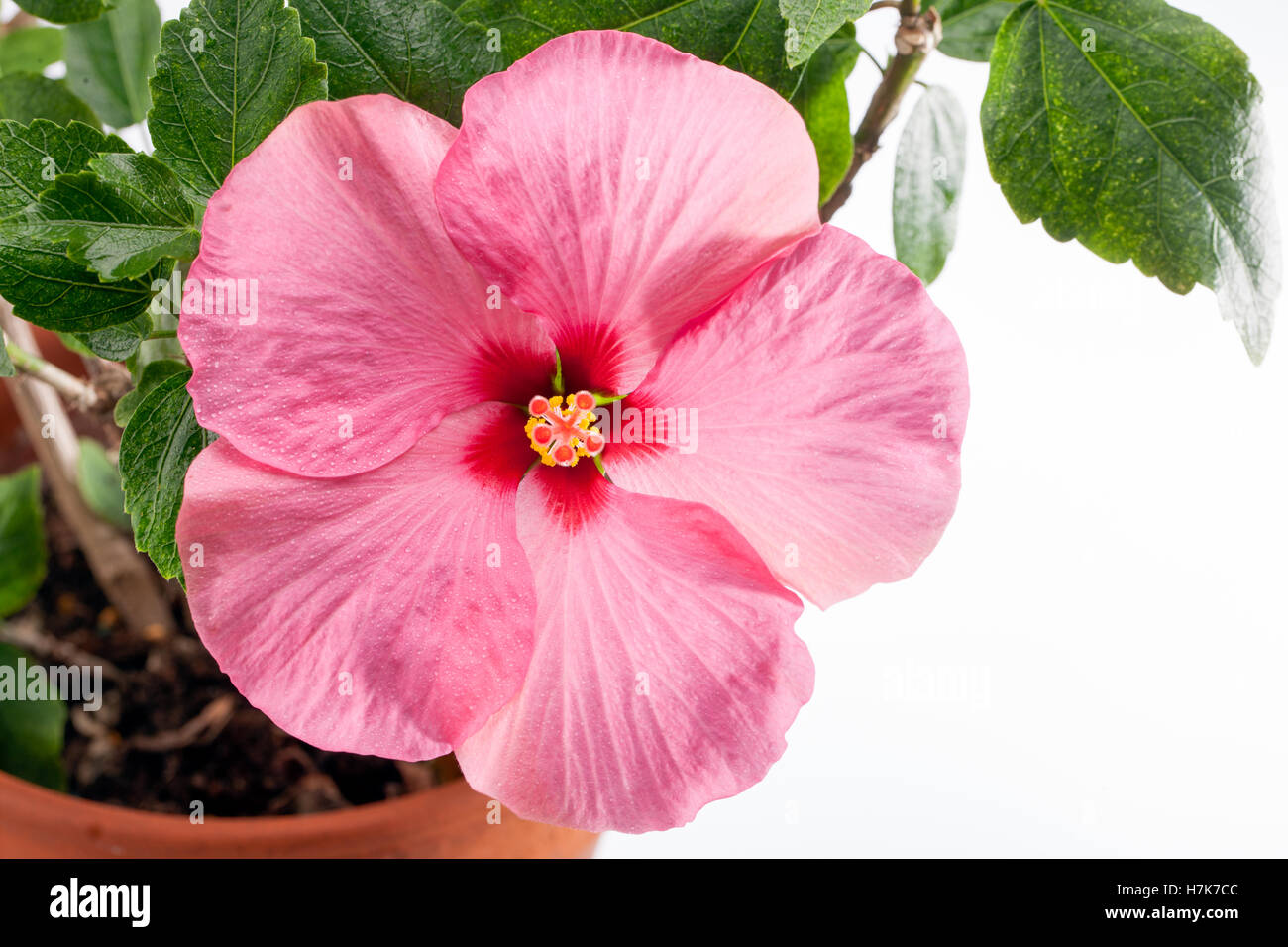 Hibiscus rosiflorus Fotos und Bildmaterial in hoher Auflösung Alamy