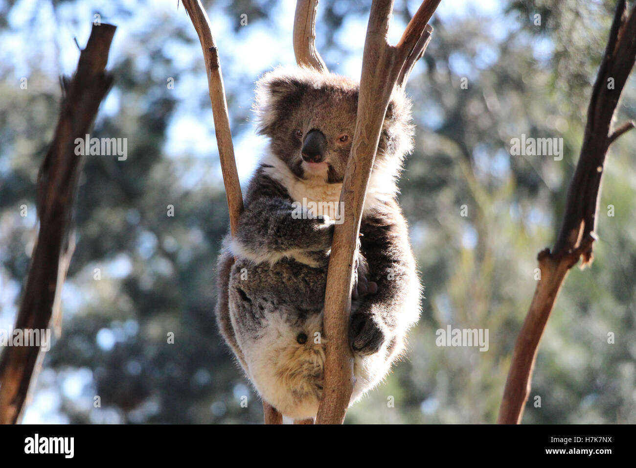 Koala Bär sitzt in der armbeuge einen Ast ab, um. Stockfoto