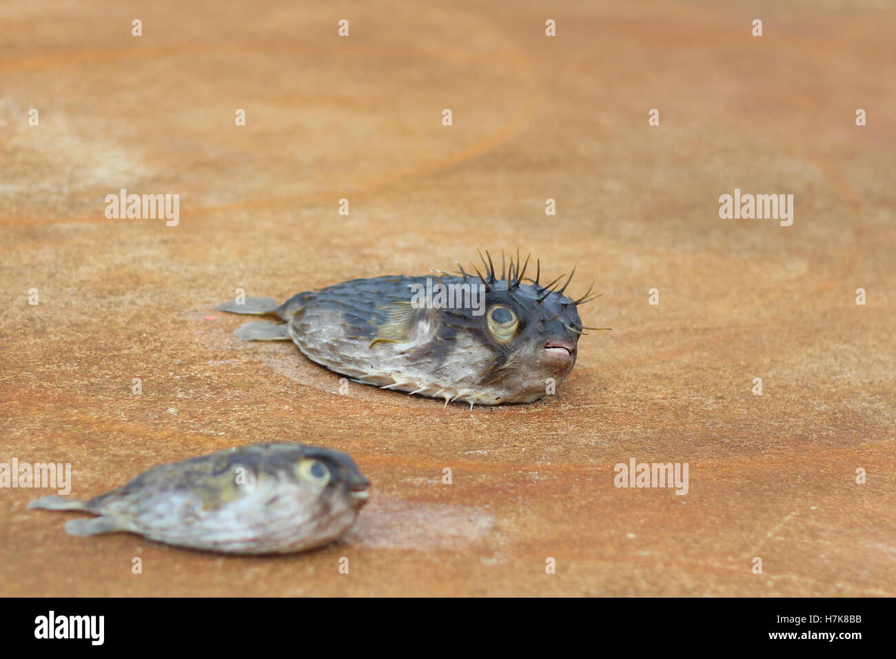 Zwei Tote Kugelfisch / Schlag Fisch Stockfoto