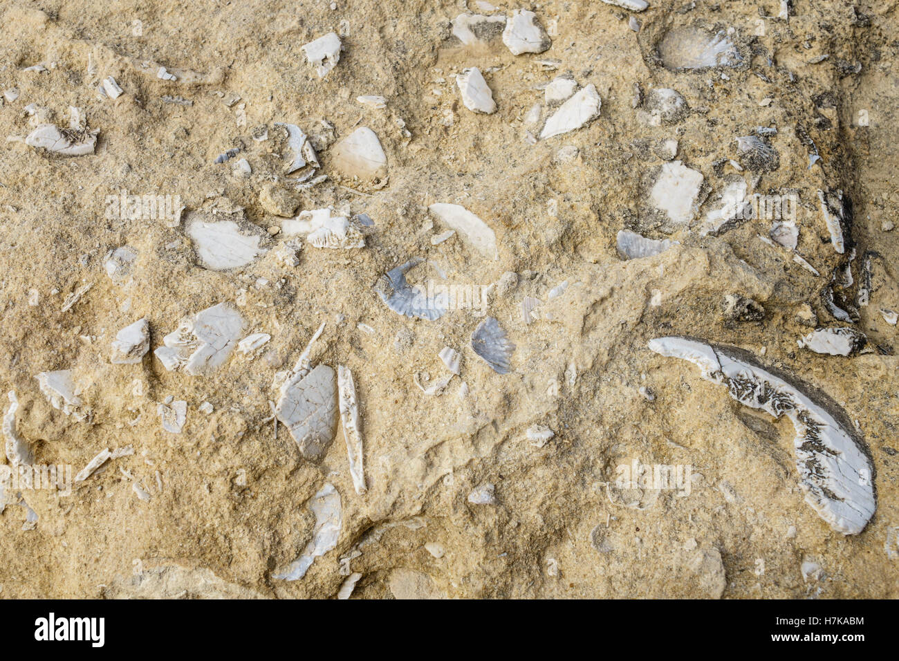 Gozo, Dwejra Bay. 20 Millionen Jahre alten Shell Meeresfossilien eingebettet in die ausgewaschenen Felsen am Ufer. Stockfoto