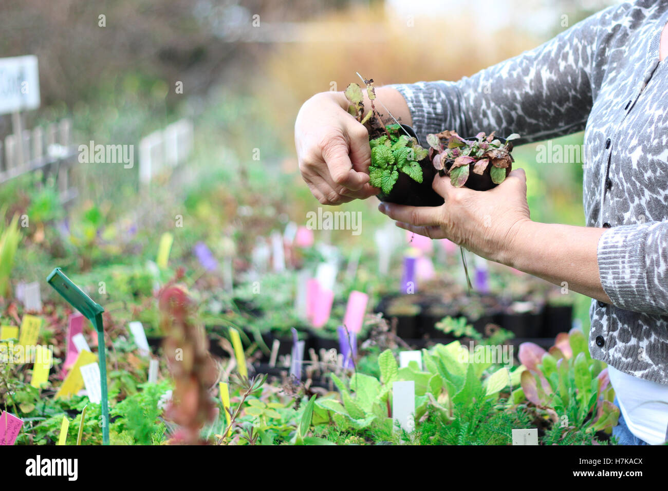 Eine Reihe von Pflanzen für Alternativmedizin in einer abgelegenen Gärtnerei Stockfoto