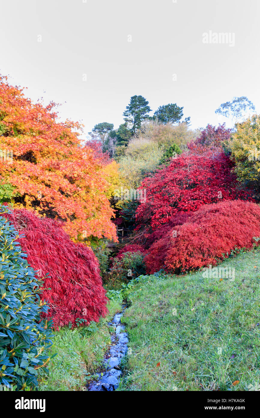 Rot, orange und gelbe Herbstfärbung aus der japanischen Ahorne auf der Acer-Lichtung bei Garden House, Devon Stockfoto