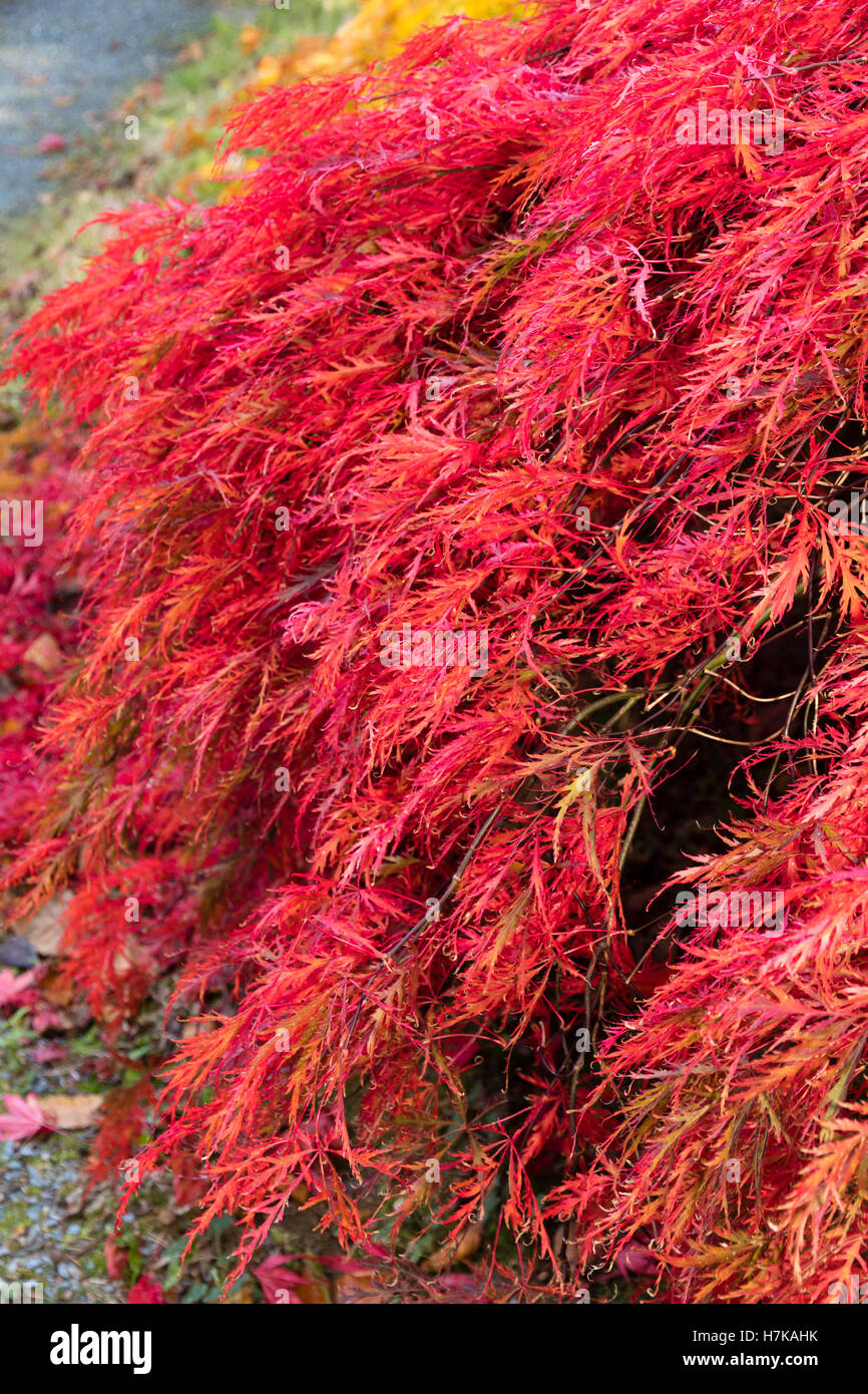 Gefiederten Rotes Laub, verstärkt durch Herbst Färbung der kleinen japanischen Ahorn, Acer Palmatum var. Dissectum 'Inaba Shidare' Stockfoto