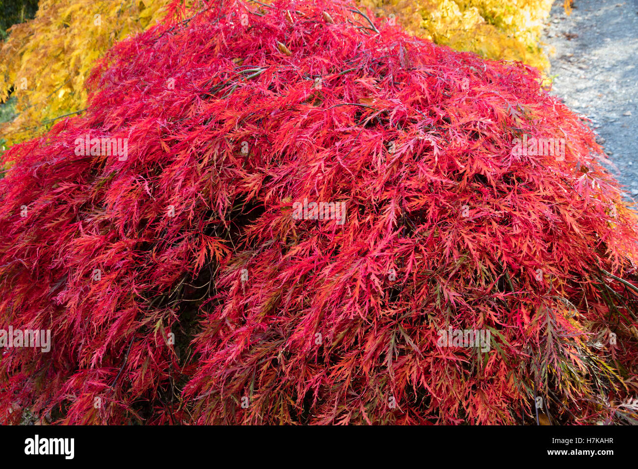 Gefiederten Rotes Laub, verstärkt durch Herbst Färbung der kleinen japanischen Ahorn, Acer Palmatum var. Dissectum 'Inaba Shidare' Stockfoto