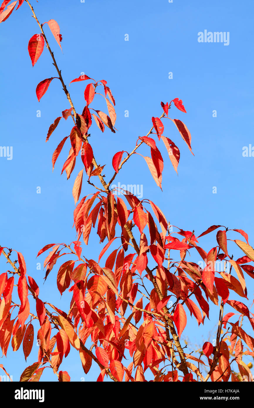 Roten Herbstlaub der ornamentalen Kirsche, Prunus 'Ukon' Stockfoto