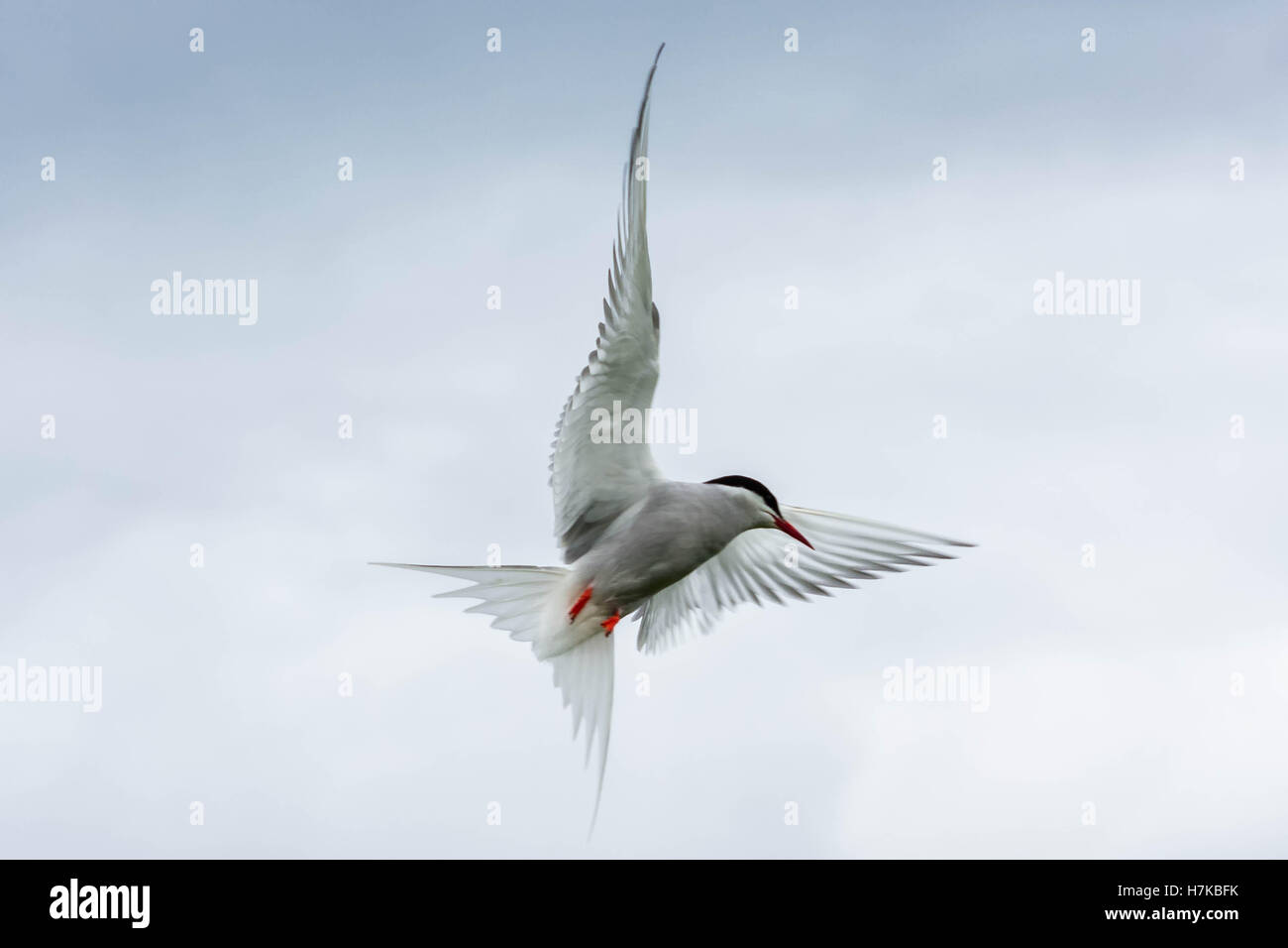 Arctic Tern, Isle of May, Firth of Forth, Schottland, Vereinigtes Königreich Stockfoto