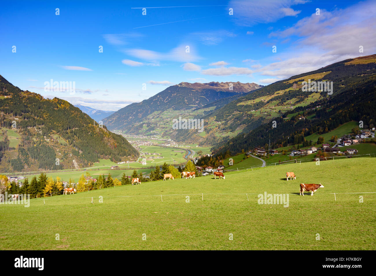 Zell am Ziller: Zillertal Valley, Alp alpine weiden Kühe, Zell-Gerlos, Tirol, Tirol, Österreich Stockfoto