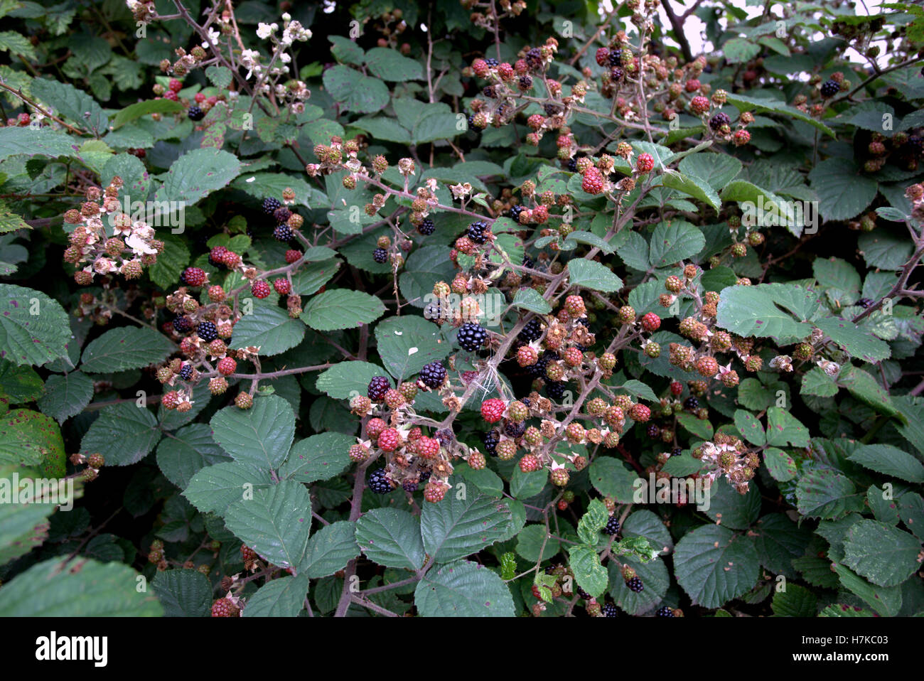 Brambles Waldbeeren auf Bush schwarz und rot Stockfoto