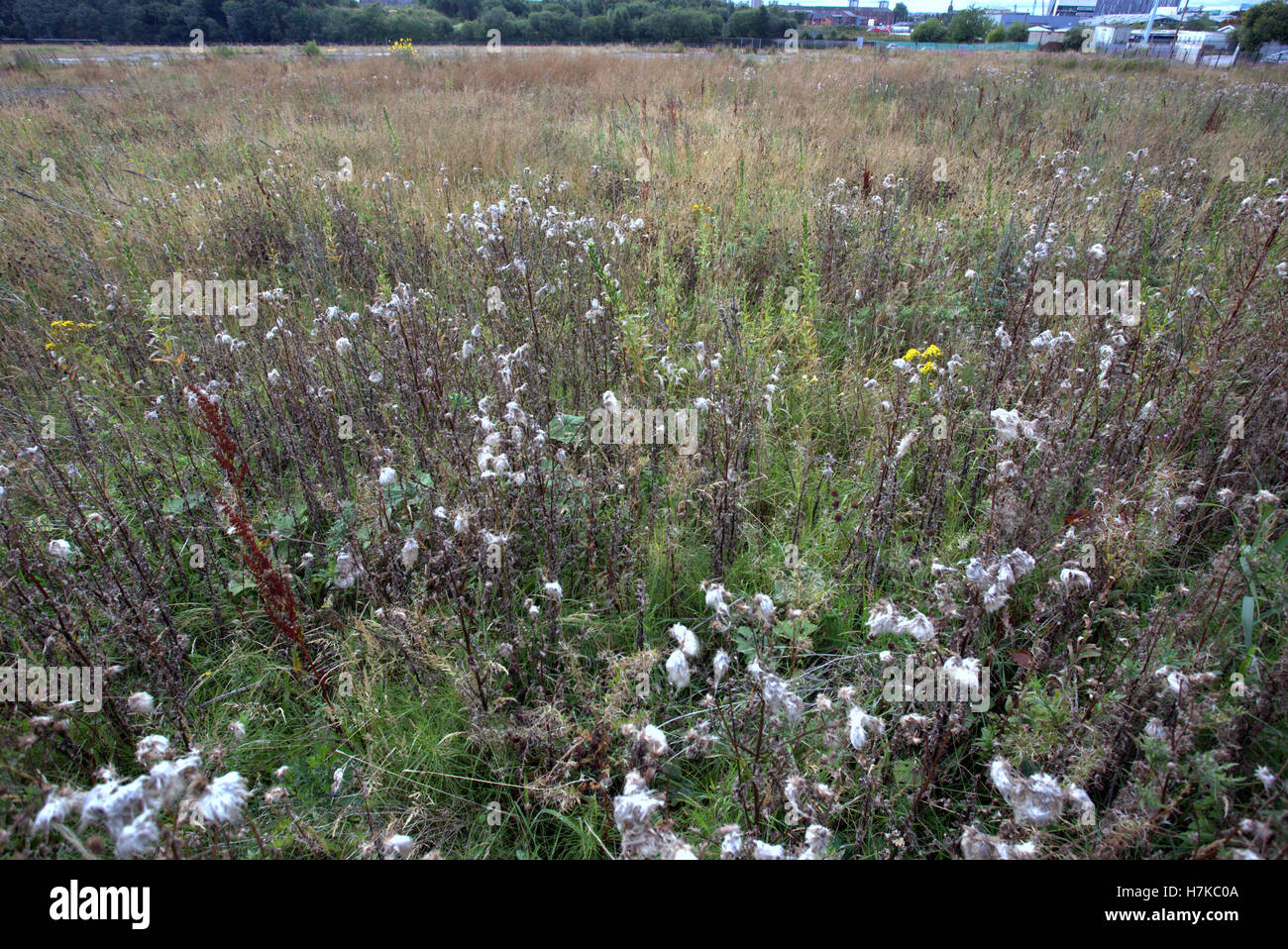 Schottische Wilde Wiese Blume Clydeside Abfall Boden Hintergrund Gräser und Unkraut Stockfoto