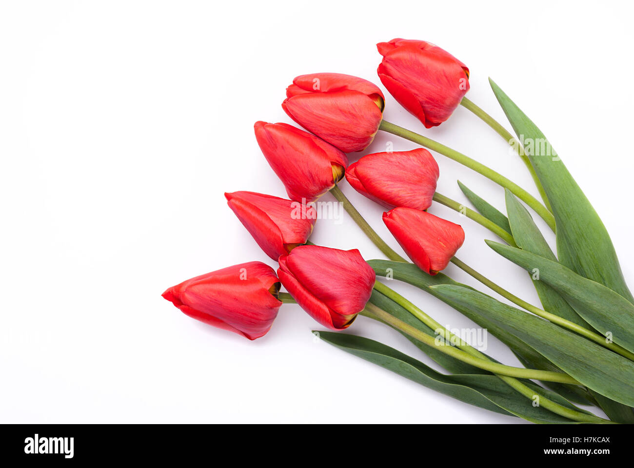 Tulpen auf weißem Hintergrund. Stockfoto
