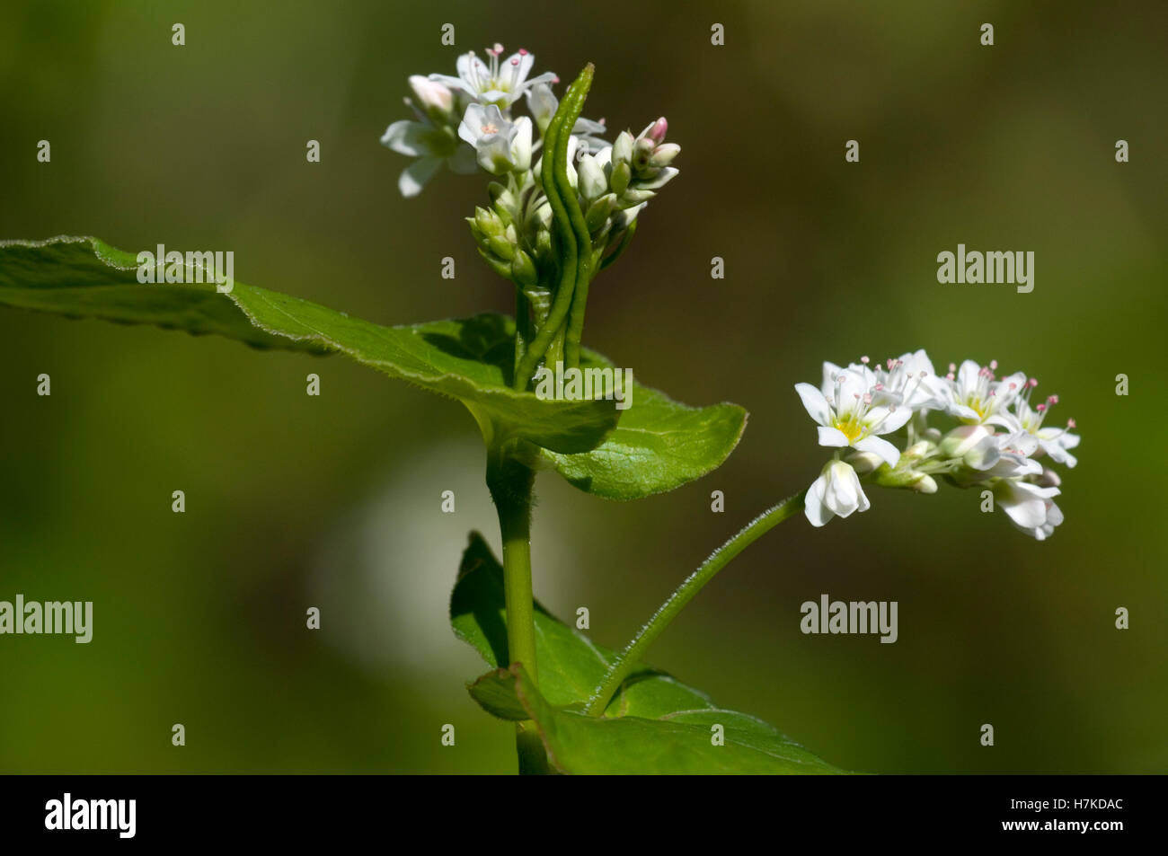 Buchweizen (Fagopyrum Esculentum, Knie) Stockfoto