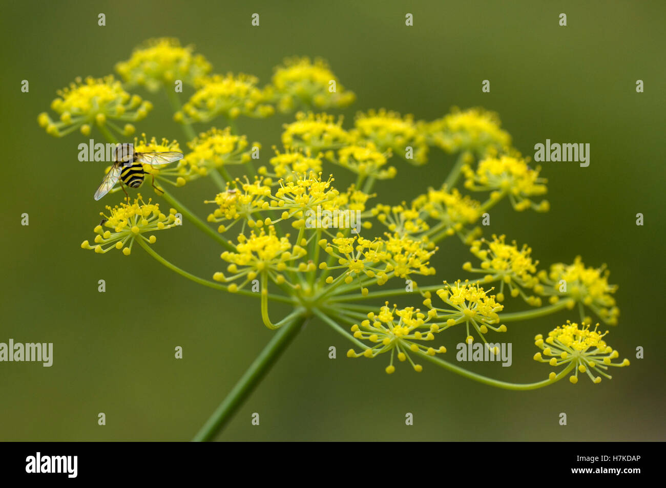 Fenchel (Foeniculum Vulgare, Apiaceae) Stockfoto