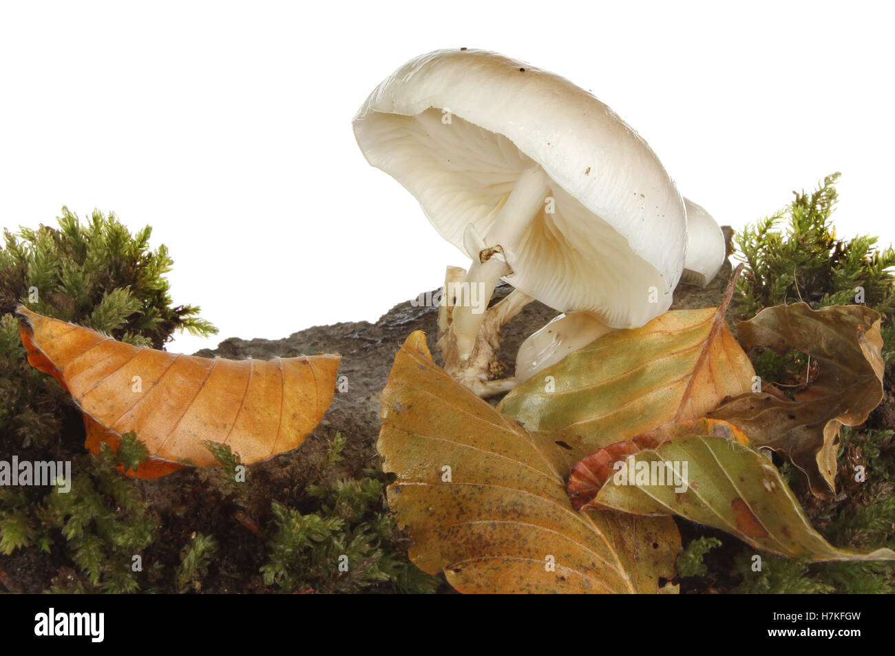 Beechwood Pilz Pilze wachsen auf Holz mit Moos und Blatt Wurf vor einem weißen Hintergrund weiß Stockfoto