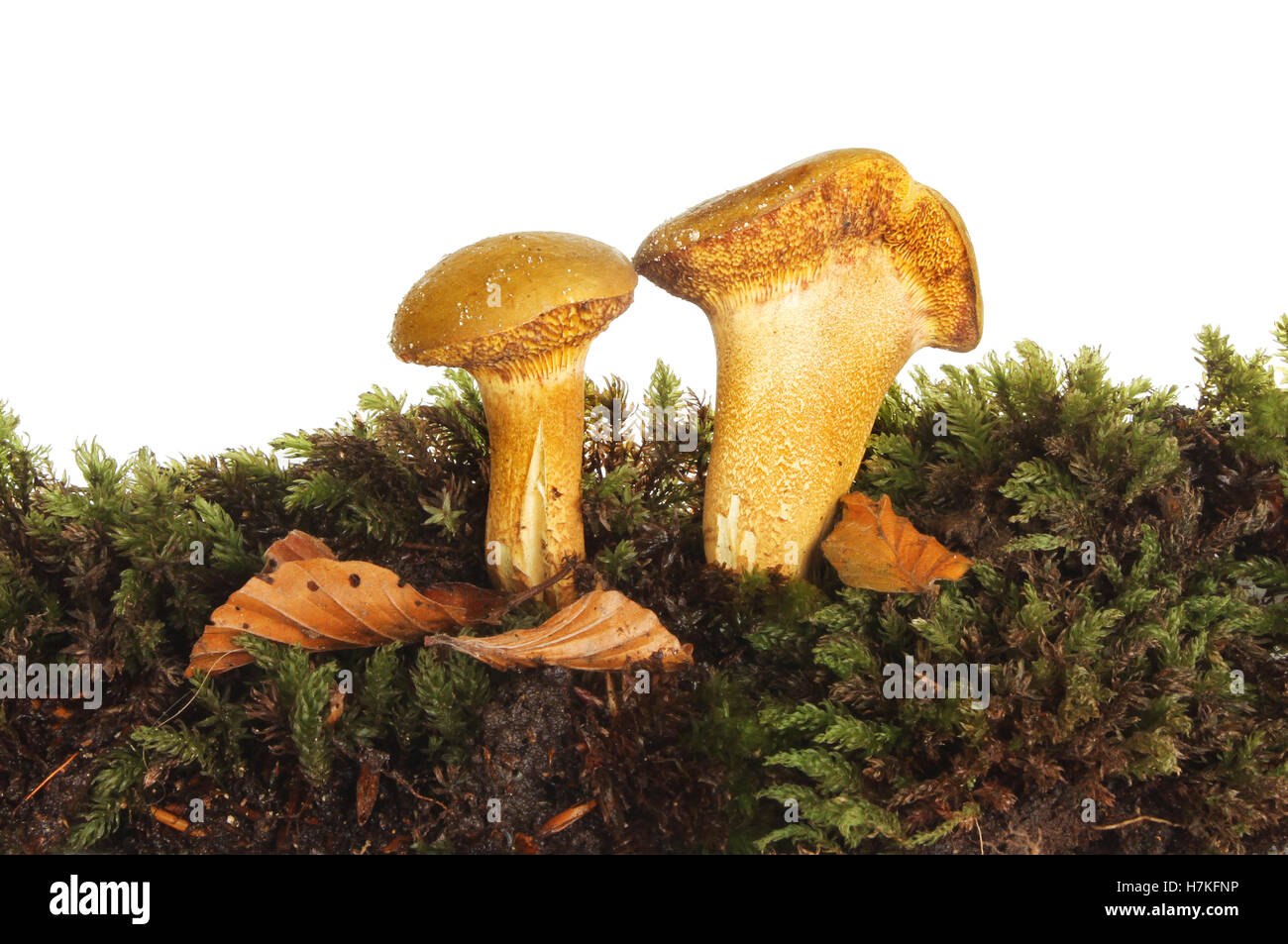 Pilze wachsen in Moos vor einem weißen Hintergrund Stockfoto
