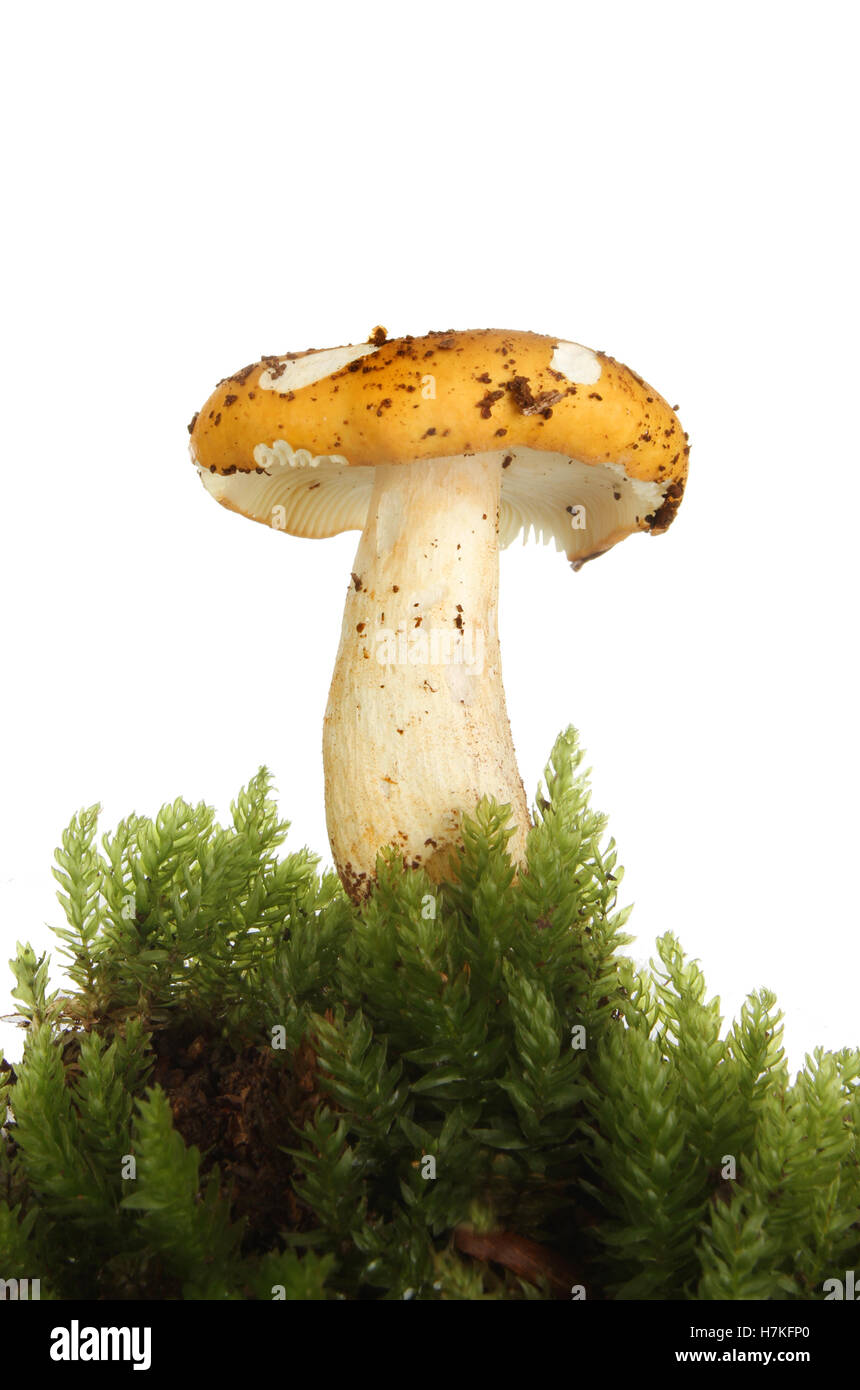 Pilz Pilze wachsen in Moos vor einem weißen Hintergrund Stockfoto