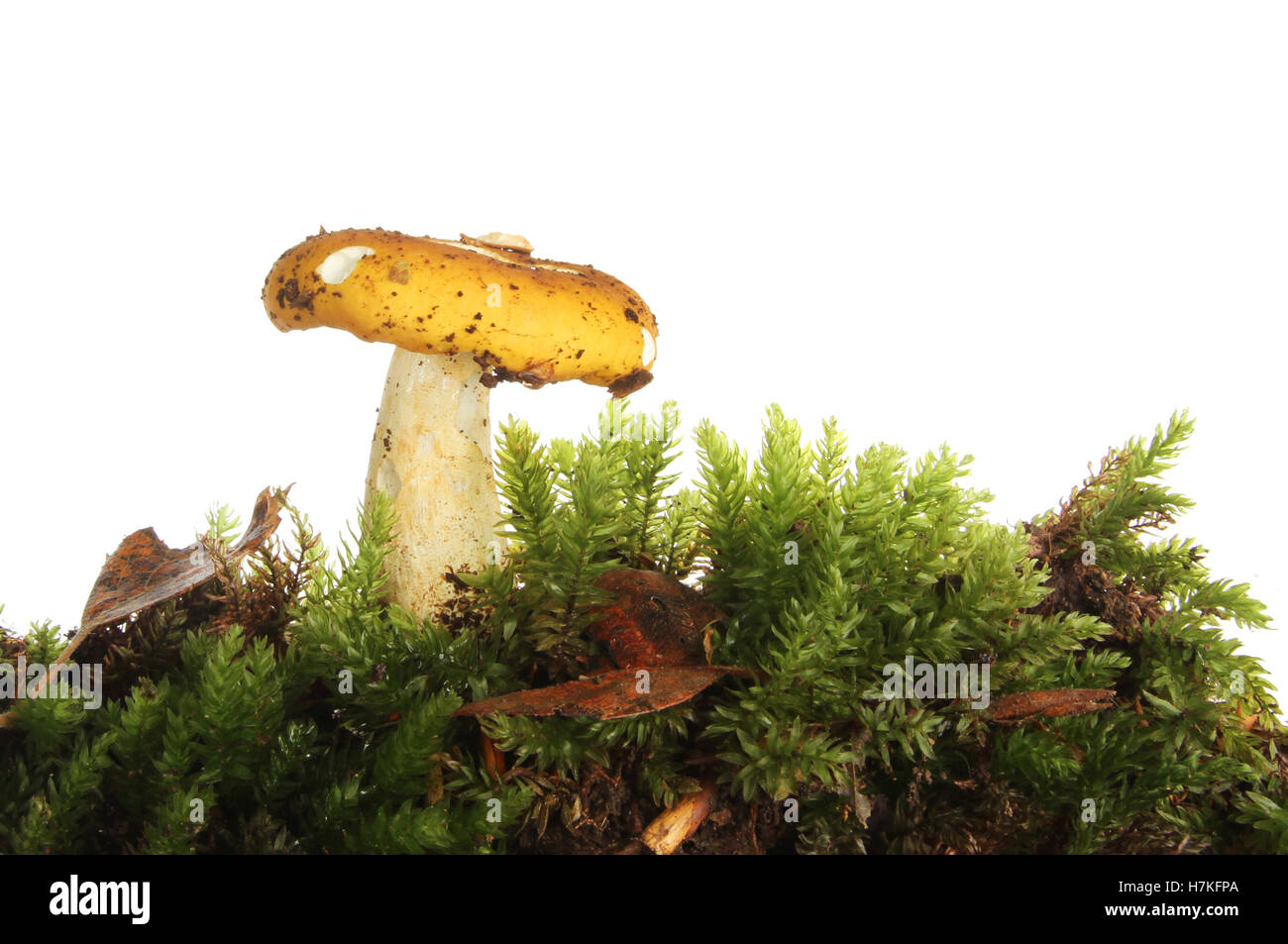 Pilz Pilze wachsen in Moos und Blatt Wurf vor einem weißen Hintergrund Stockfoto