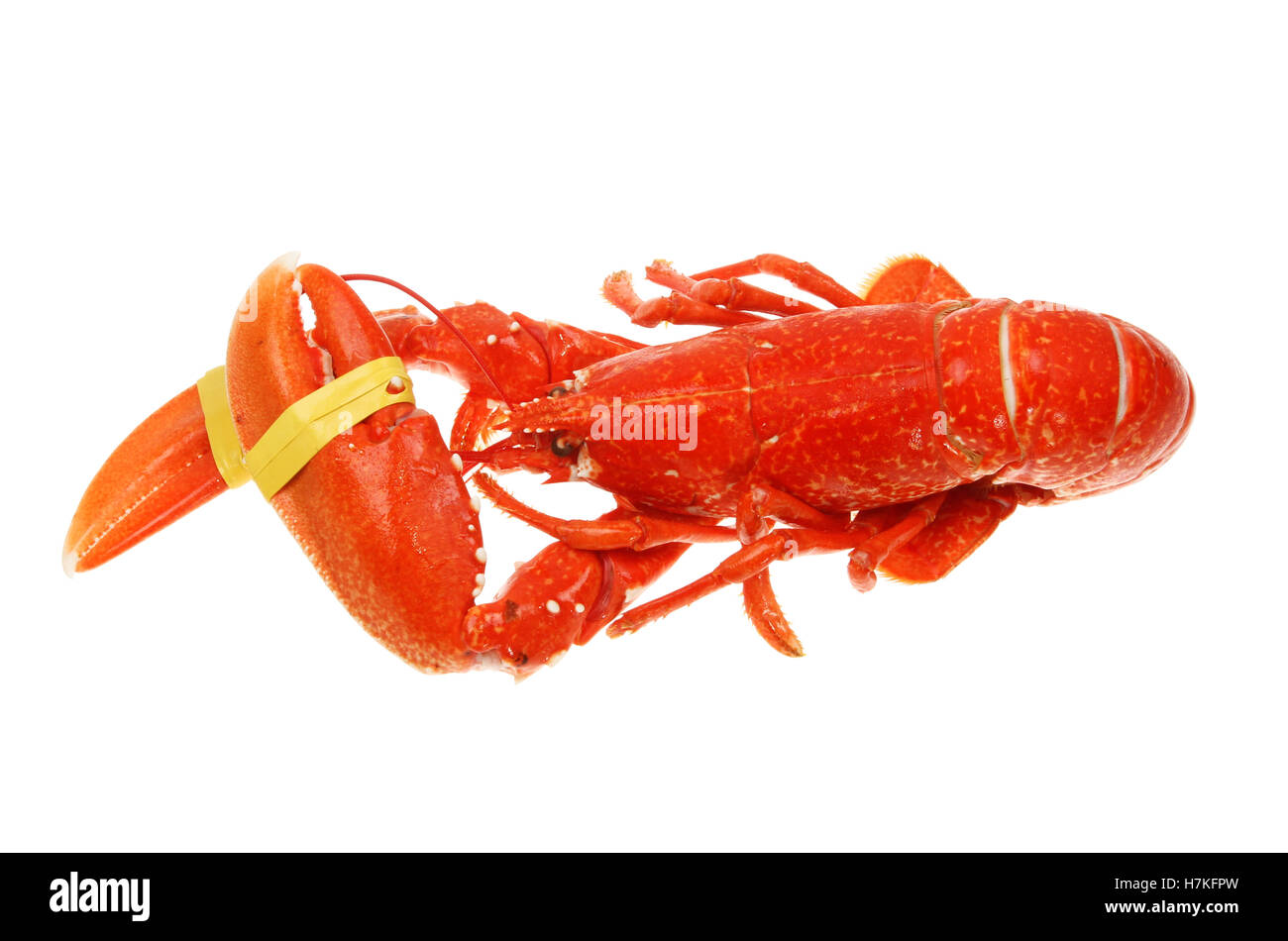 Ganzen gekochten Hummer isoliert gegen weiß Stockfoto