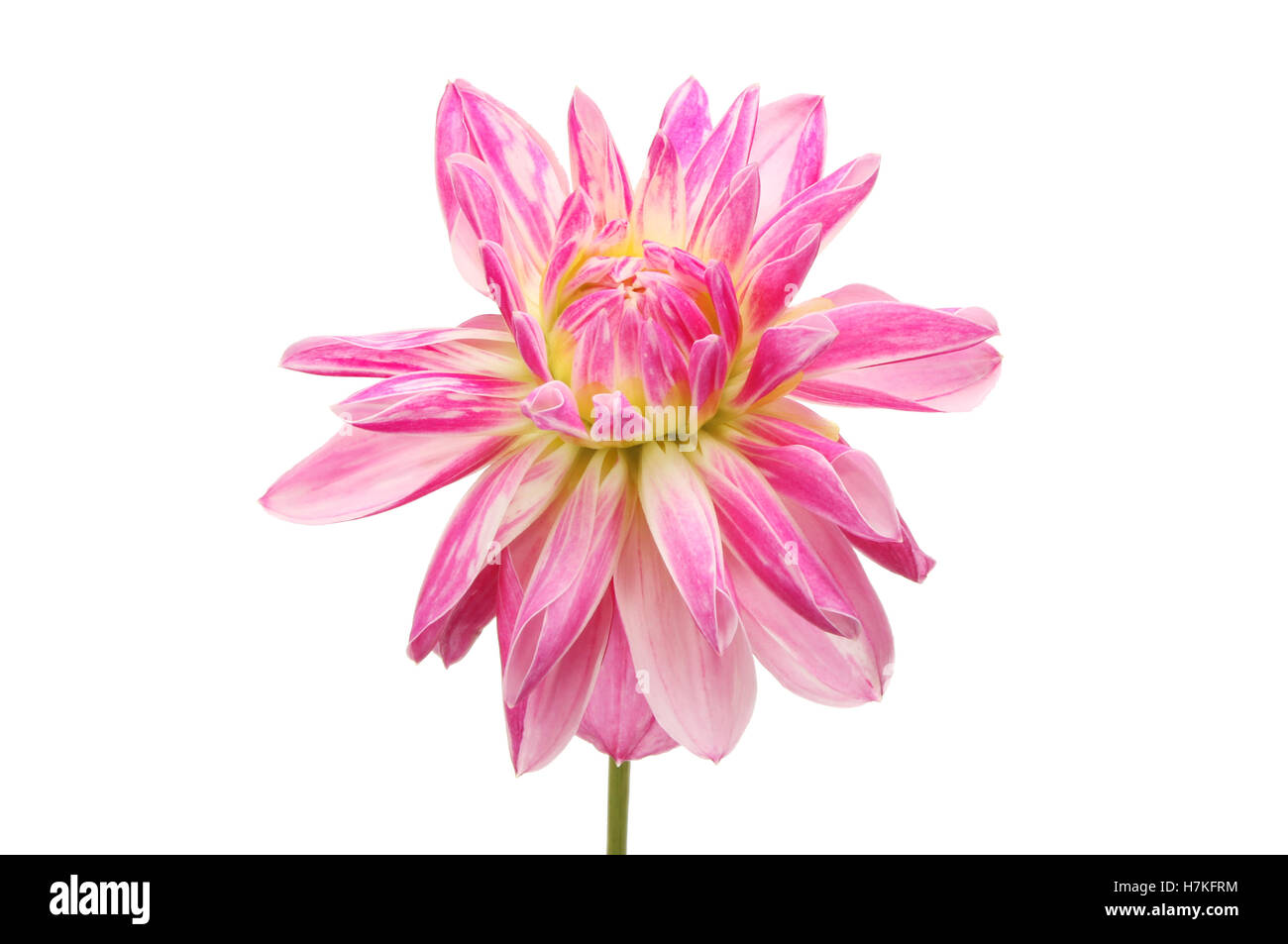 Magenta Dahlia Blume isoliert gegen weiß Stockfoto