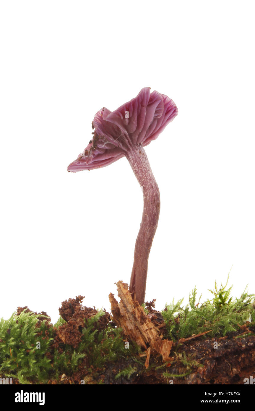 Lila Pilz wächst in Moos und zerfallenden Holz vor einem weißen Hintergrund Stockfoto