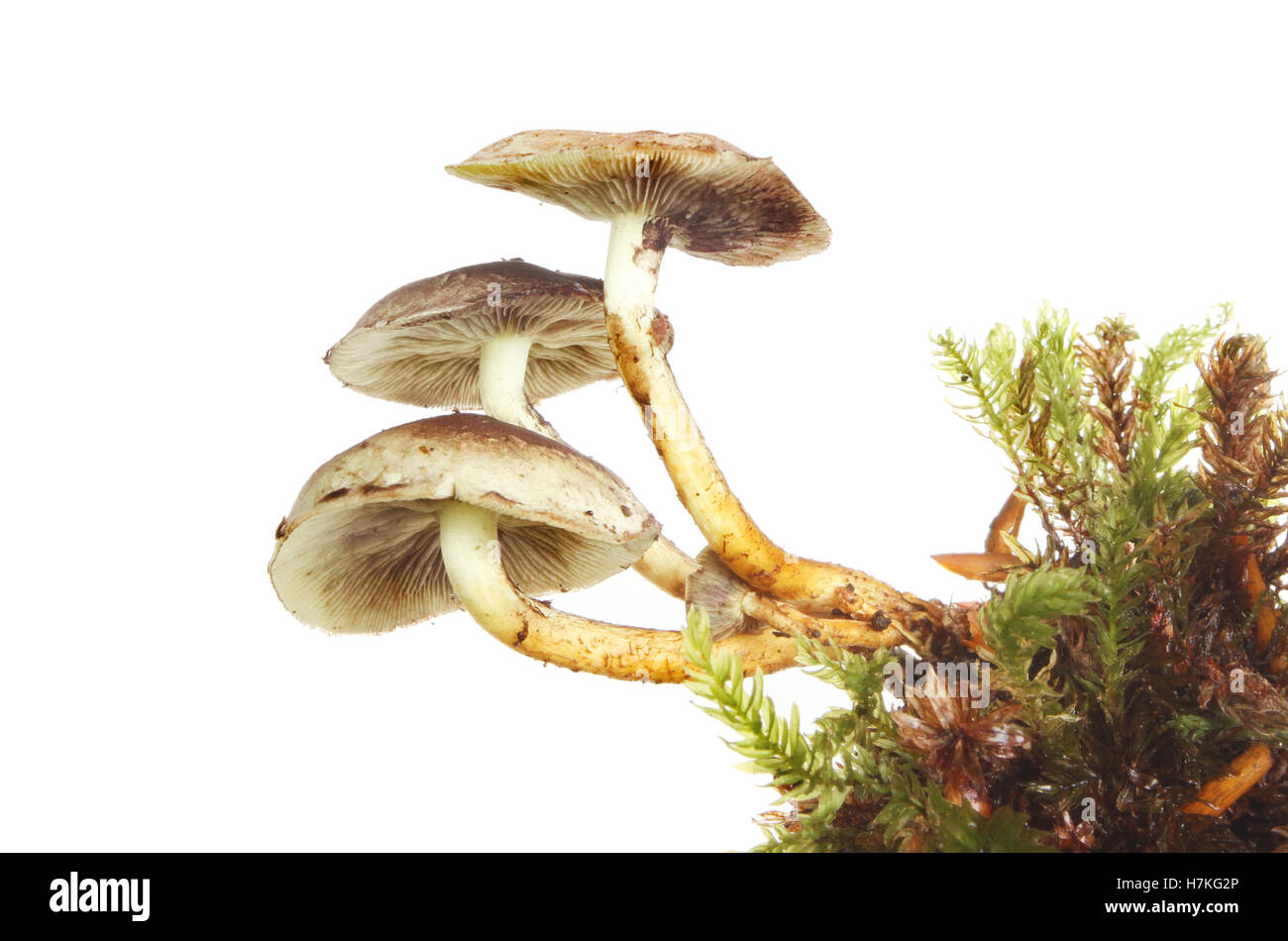 Pilz Pilze wachsen in Moos vor einem weißen Hintergrund Stockfoto