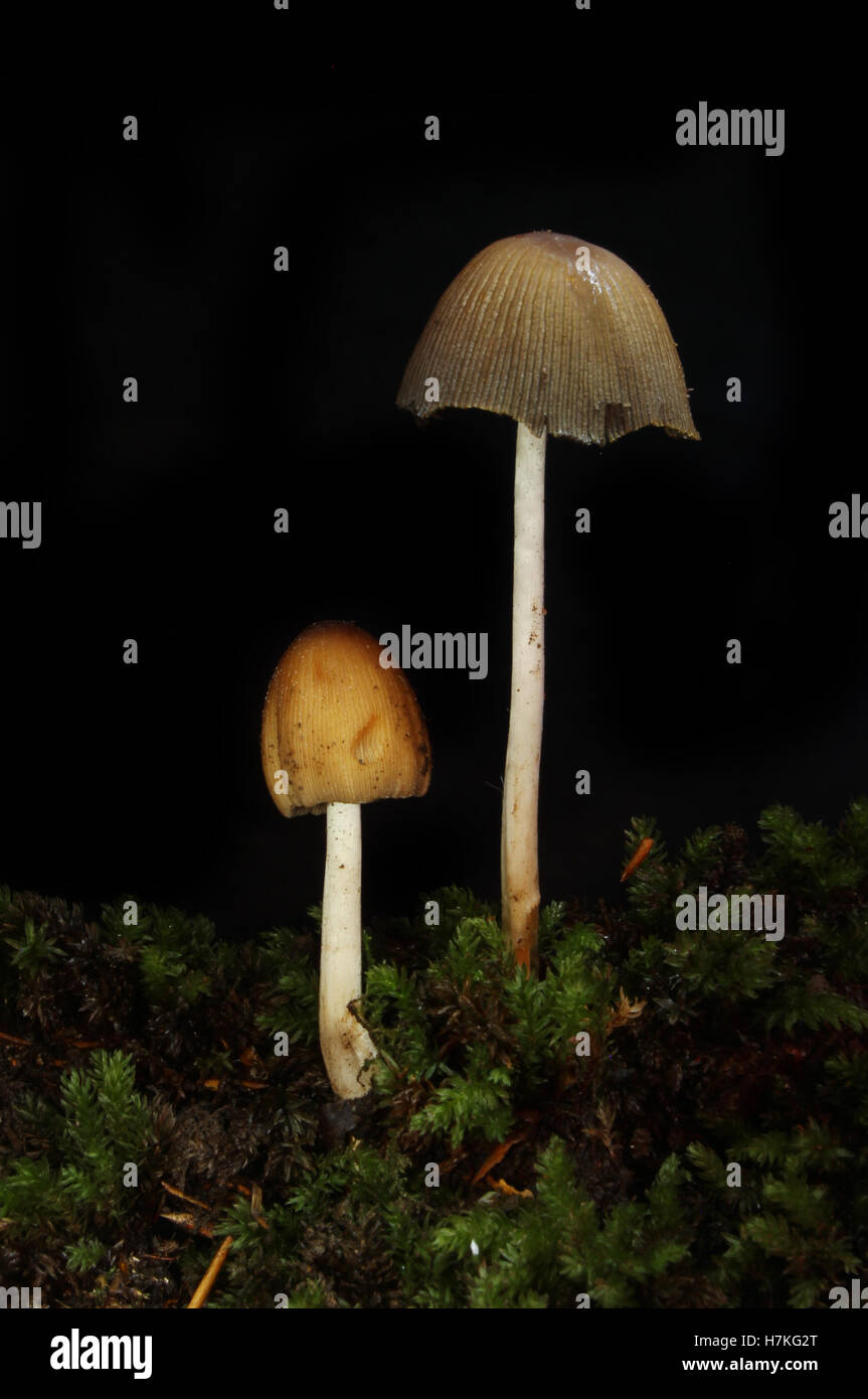 Zwei Fliegenpilz-Pilze wachsen in Moos vor schwarzem Hintergrund Stockfoto