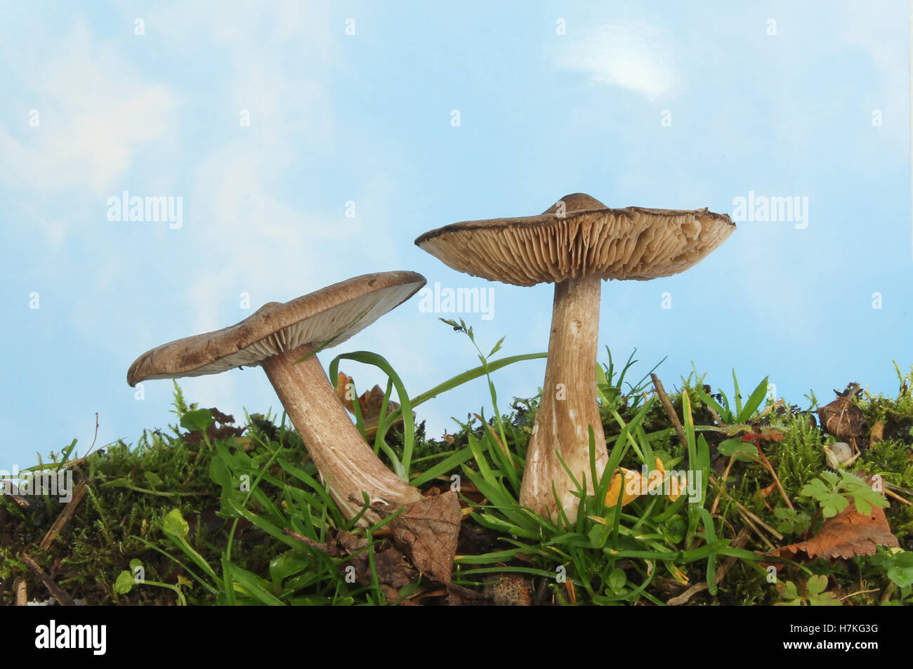Zwei Wiese Pilz Pilze wachsen auf Wiese vor blauem Himmel mit verschwommenen weißen Wolken Stockfoto