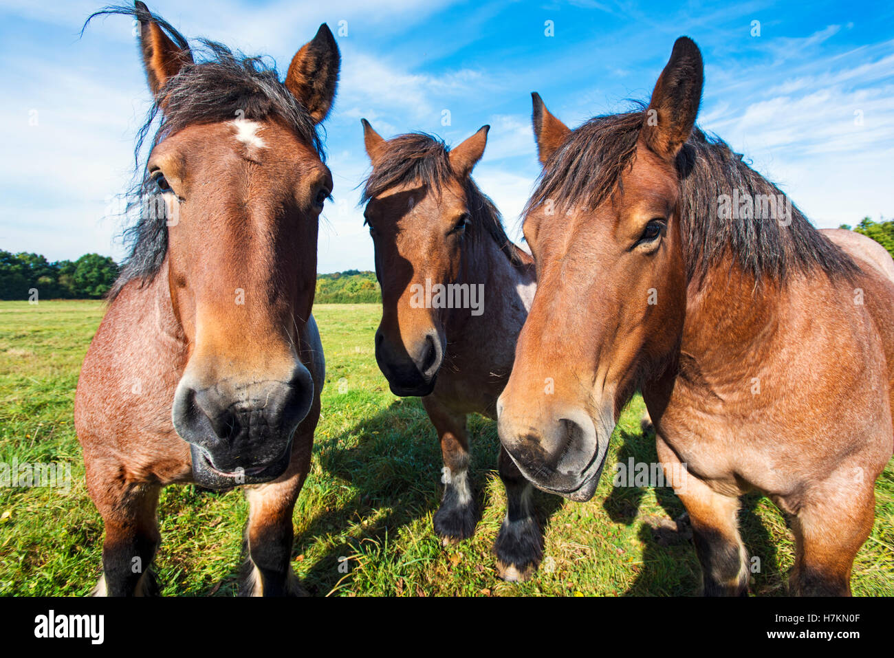 Die Ardennen oder Ardenner Pferde in einem Feld in den Ardennen Belgien. Stockfoto