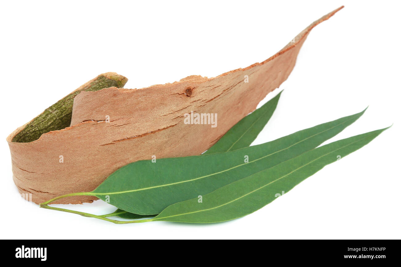 Eukalyptusblätter mit Rinde auf weißem Hintergrund Stockfoto