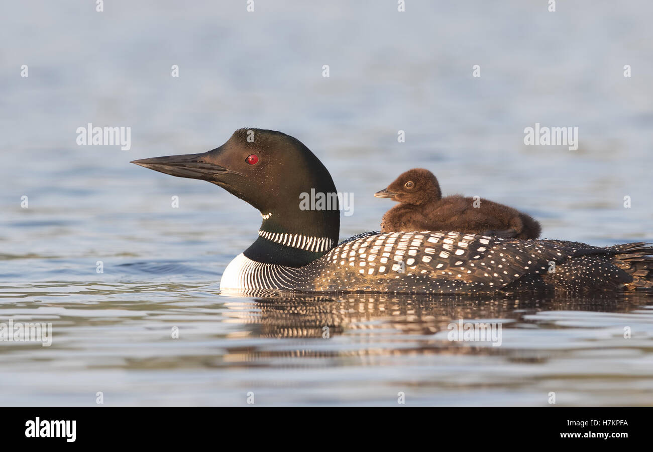 Eine gemeinsame loon Schwimmen mit einem Küken auf dem Rücken in Kanada Stockfoto