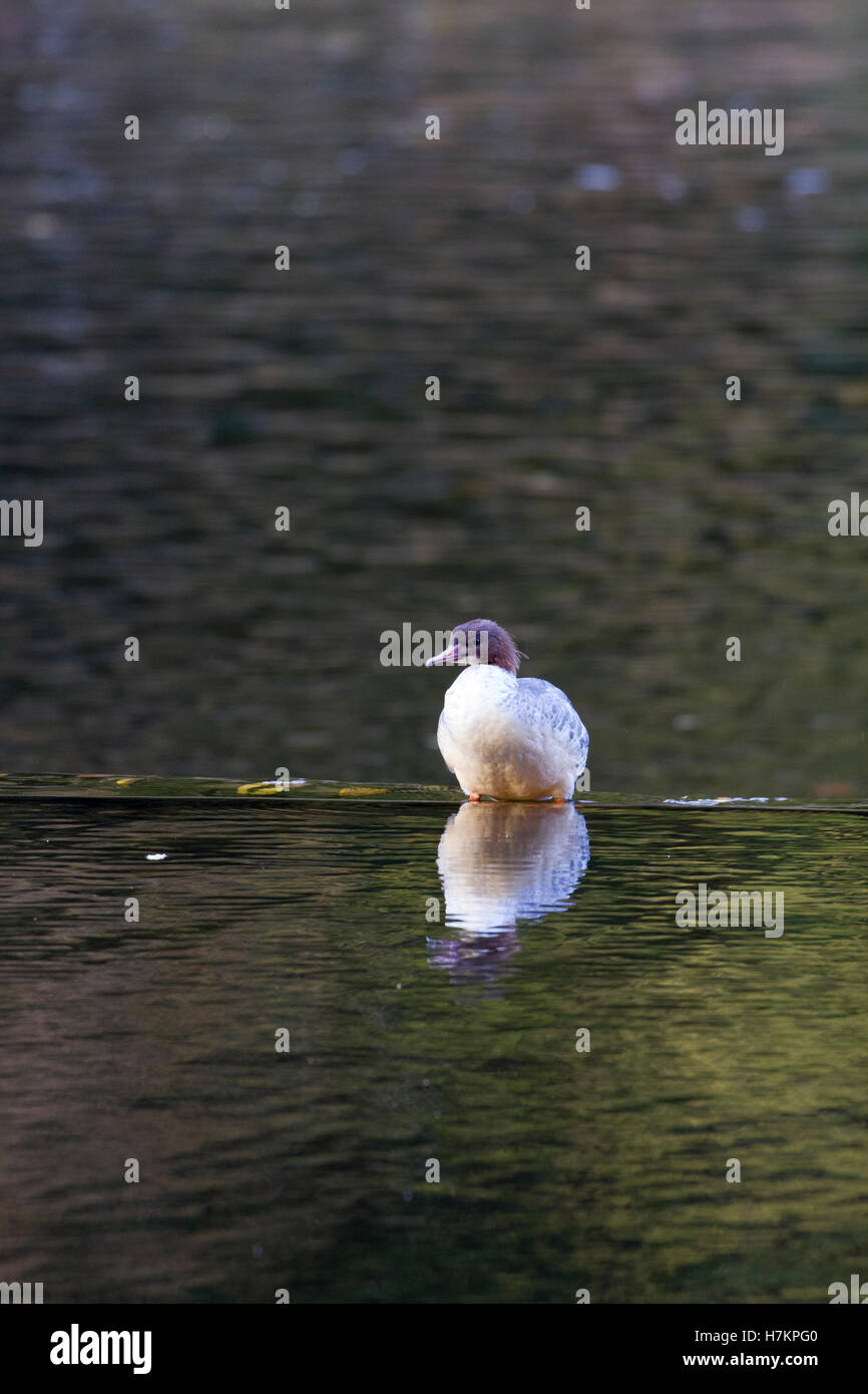 Gänsesäger auf Fluss-Abnutzung Stockfoto