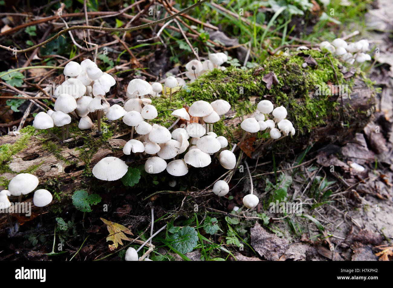 Stumpf, bedeckt mit Pilz in Mont Saint-Frieux, Hardelot, Côte d ' Opale, Pas-De-Calais, Frankreich Stockfoto