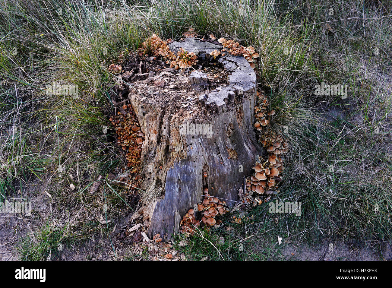 Stumpf, bedeckt mit Pilz in Mont Saint-Frieux, Hardelot, Côte d ' Opale, Pas-De-Calais, Frankreich Stockfoto