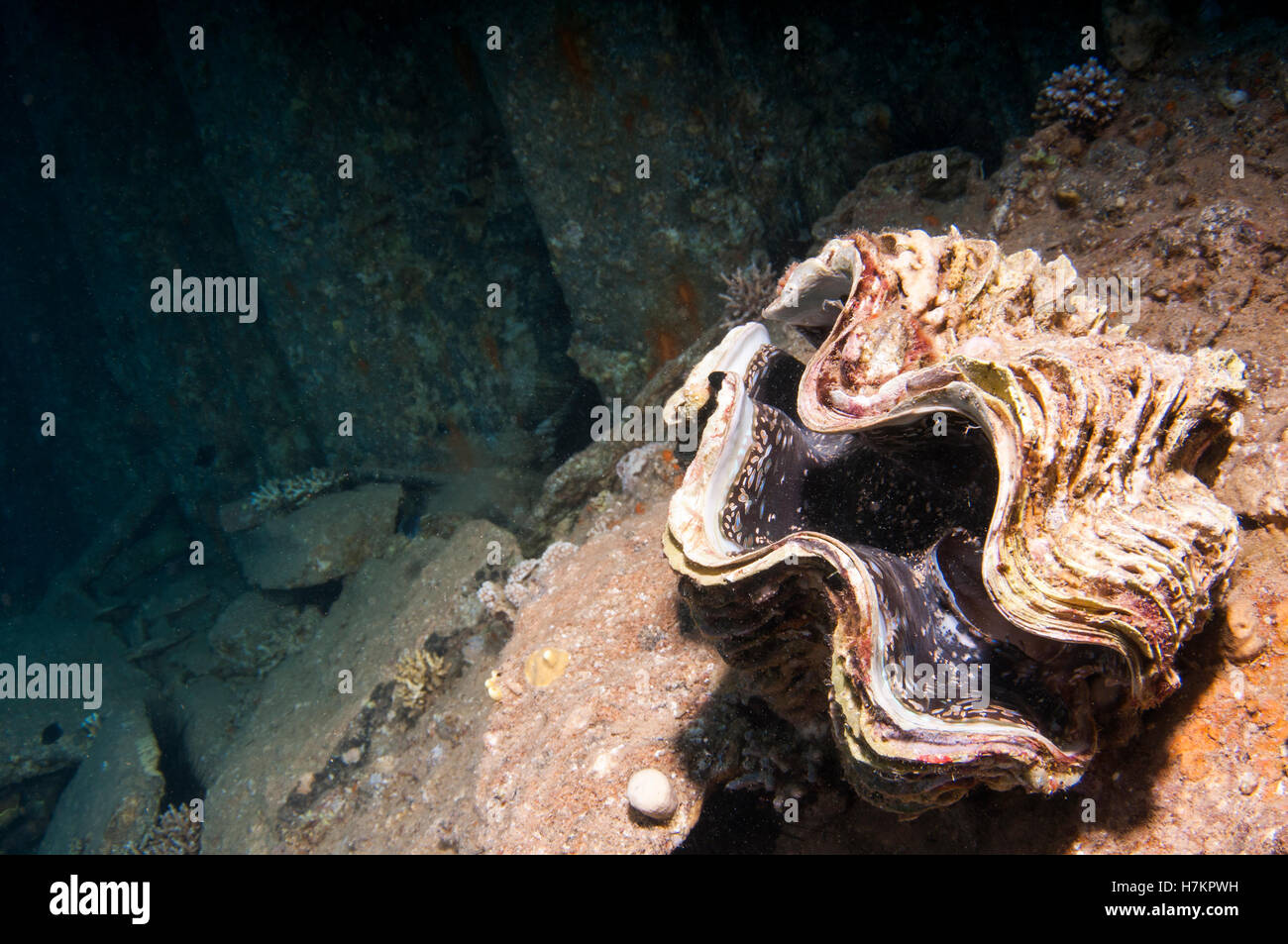 Unterwasser-Fotografie einer großen Muschel in einem Korallenriff im Roten Meer, Eilat, Israel Stockfoto