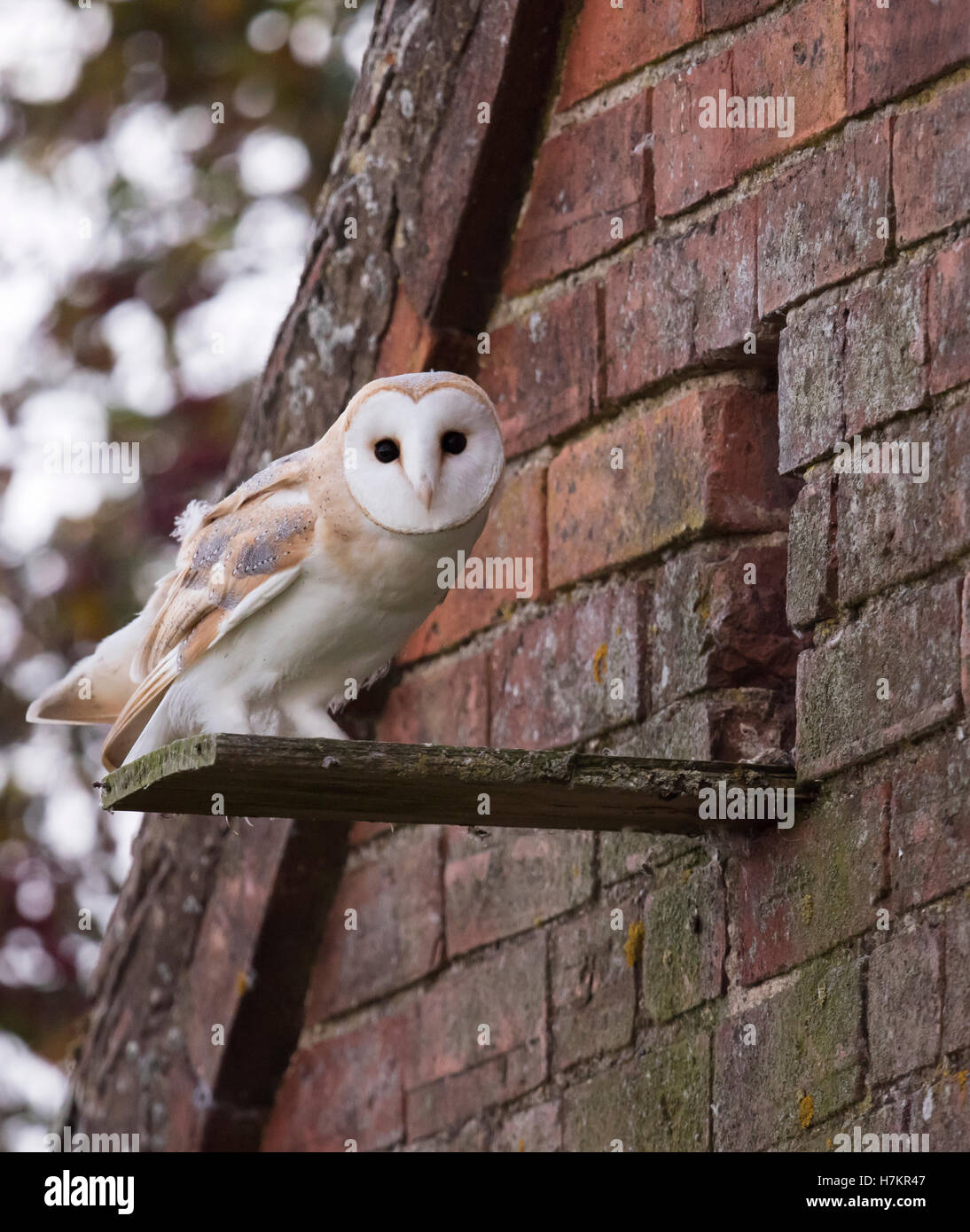 Eine wilde junge Schleiereule Tyto Alba am Eingang, es ist nisten Website Stockfoto