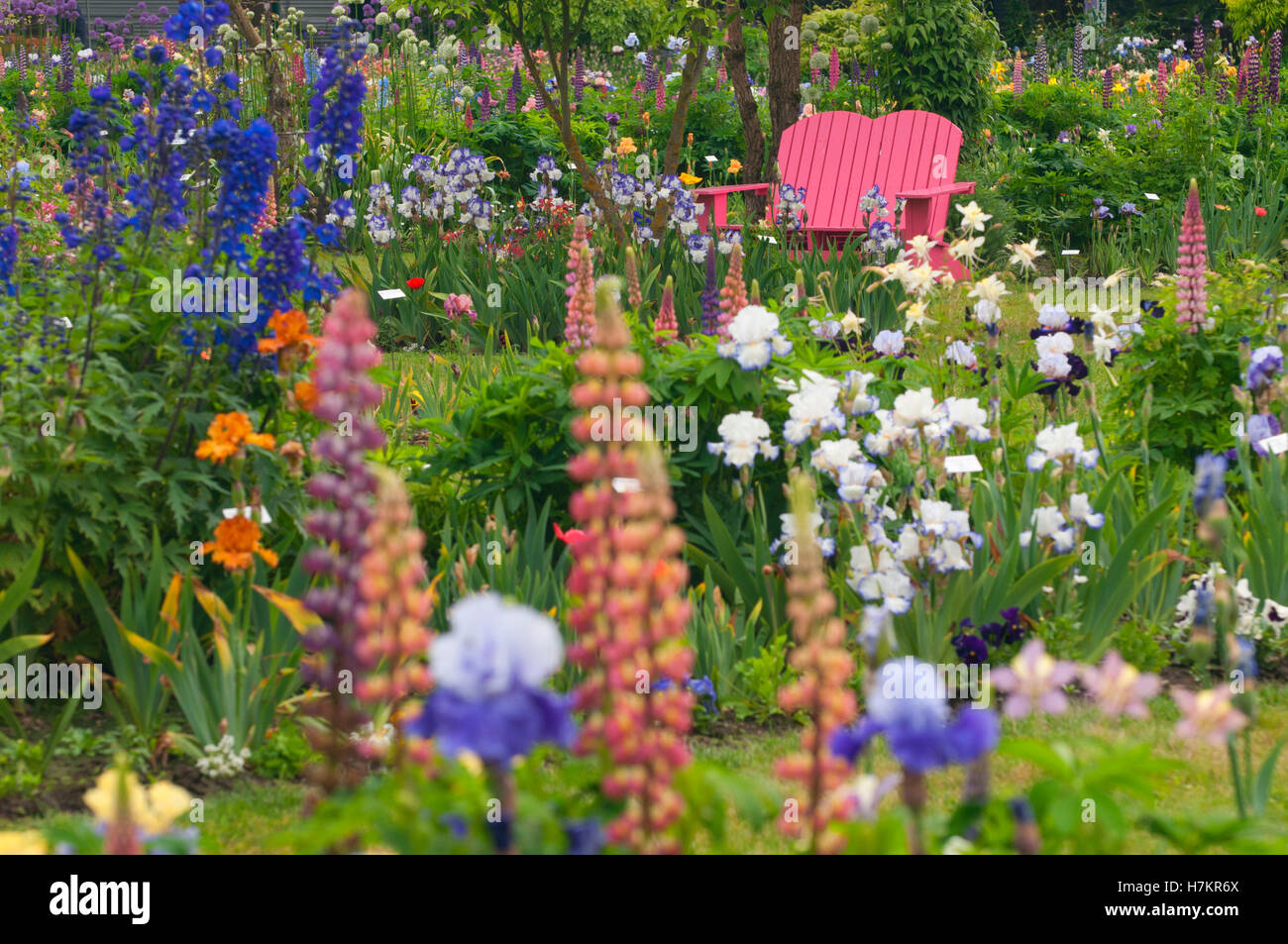 Gartenbank, Schreiners Iris Gardens, Keizer, Oregon anzeigen Stockfoto